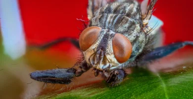 Mosca doméstica posada, vista de cerca, con las alas plegadas sobre el abdomen