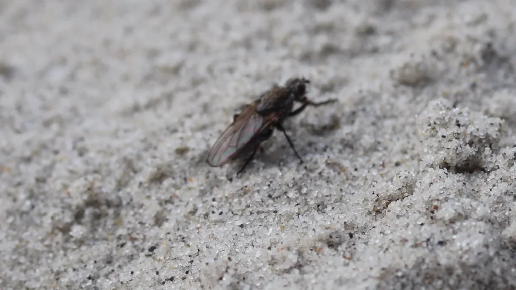 Moscas en la playa: por qué salen y cómo comer tranquilo 1 Mosca de las algas del género Fucellia posada en la arena de una playa