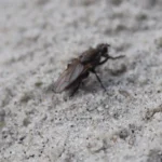 Mosca de las algas del género Fucellia posada en la arena de una playa