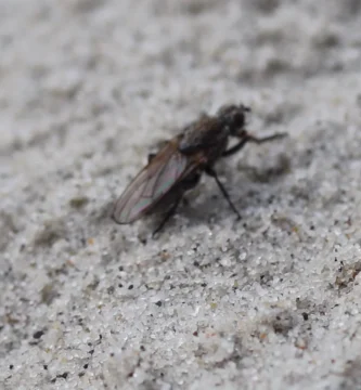 Moscas en la playa: por qué salen y cómo comer tranquilo 3 Mosca de las algas del género Fucellia posada en la arena de una playa