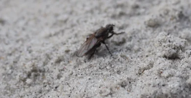 Moscas en la playa: por qué salen y cómo comer tranquilo 5 Mosca de las algas del género Fucellia posada en la arena de una playa