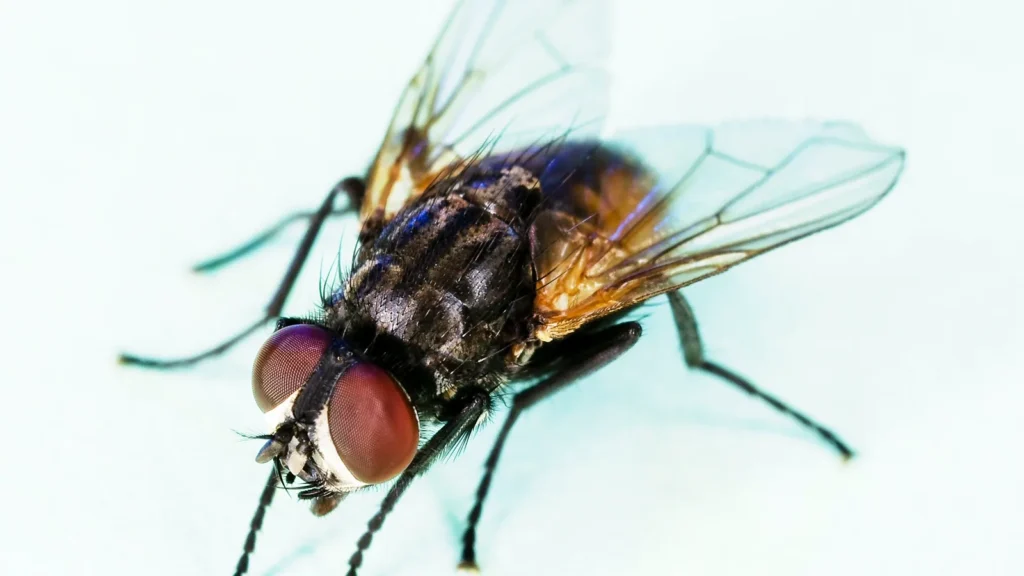 Moscas en la puerta de casa: por qué se ponen y cómo evitarlo 1 Mosca doméstica posada en una superficie junto a la puerta de una casa