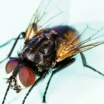 Mosca doméstica posada en una superficie junto a la puerta de una casa