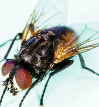 Moscas en la puerta de casa: por qué se ponen y cómo evitarlo 1 Mosca doméstica posada en una superficie junto a la puerta de una casa