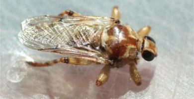 Mosca piojo del perro (Hippobosca longipennis), un díptero hematófago de cuerpo aplanado, sobre el pelo de un perro doméstico.
