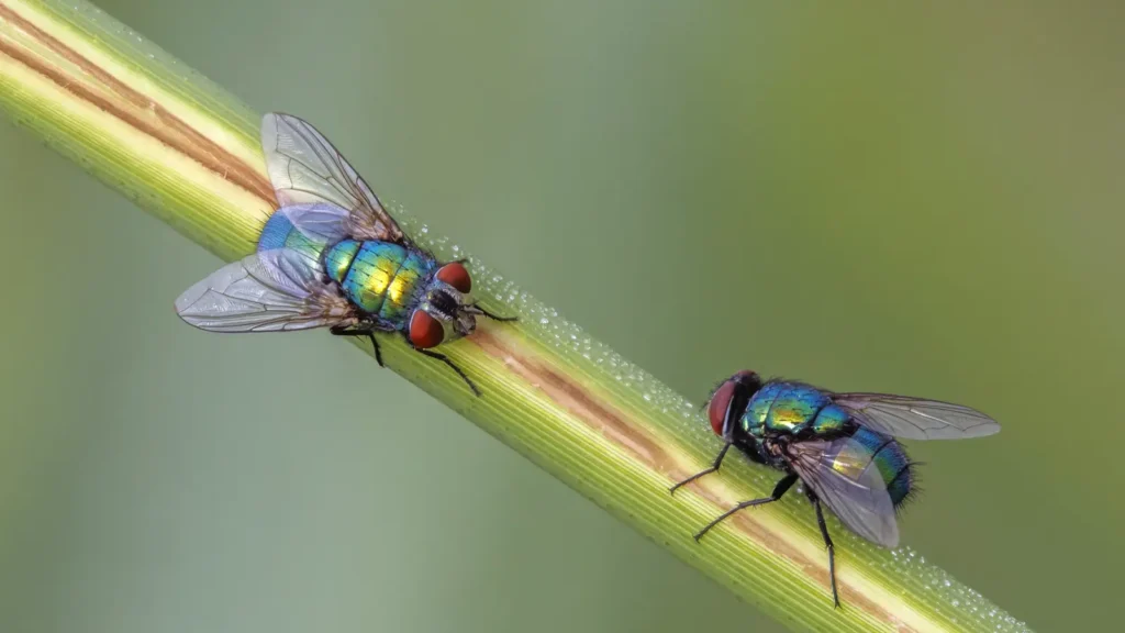 Moscas grandes en casa: cómo identificar cuál tienes 1 Dos moscardas verdes (Lucilia sericata) posadas en el suelo