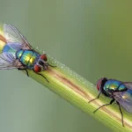 Dos moscardas verdes (Lucilia sericata) posadas en el suelo