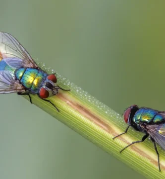 Moscas grandes en casa: cómo identificar cuál tienes 3 Dos moscardas verdes (Lucilia sericata) posadas en el suelo