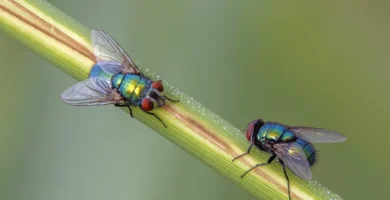 Moscas grandes en casa: cómo identificar cuál tienes 6 Dos moscardas verdes (Lucilia sericata) posadas en el suelo