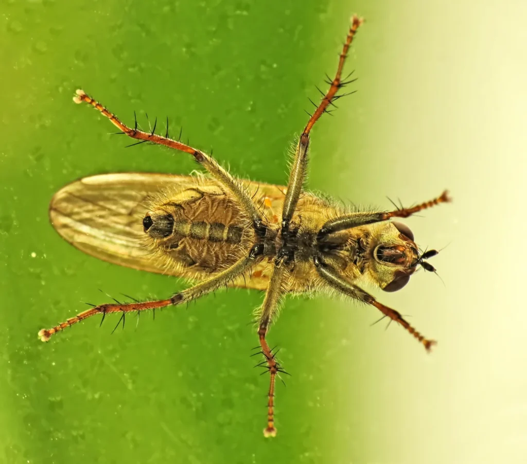 ¿Por qué las moscas se pegan a la luz y a las ventanas? 1 Mosca doméstica posada sobre el cristal de una ventana