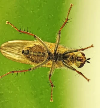 ¿Por qué las moscas se pegan a la luz y a las ventanas? 1 Mosca doméstica posada sobre el cristal de una ventana
