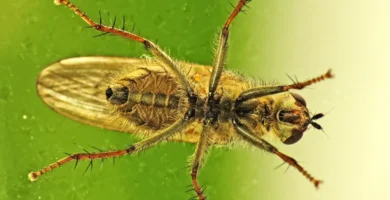 ¿Por qué las moscas se pegan a la luz y a las ventanas? 4 Mosca doméstica posada sobre el cristal de una ventana