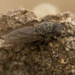 Moscarda de los racimos (Pollenia rudis) vista de cerca sobre una superficie clara