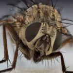 Mosca doméstica posada en una superficie clara, vista de cerca