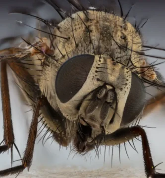 Mosca doméstica posada en una superficie clara, vista de cerca