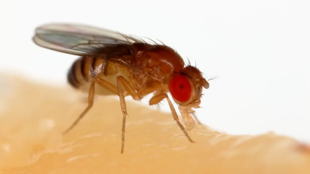 Mosca de la fruta (Drosophila melanogaster) alimentándose de un plátano