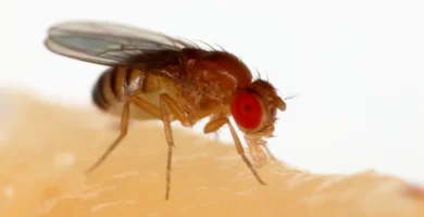 Mosca de la fruta (Drosophila melanogaster) alimentándose de un plátano
