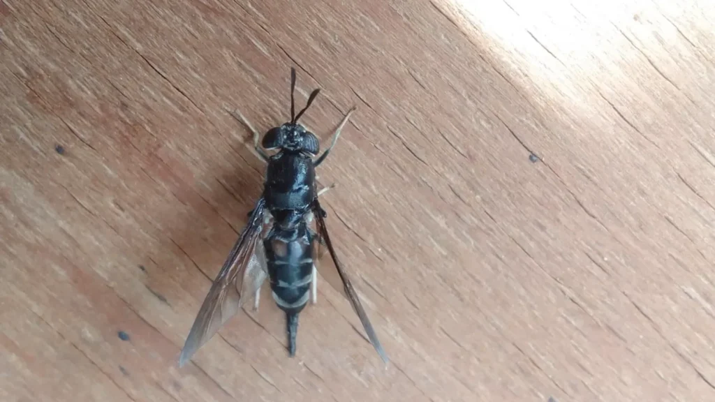 Mosca soldado negra (Hermetia illucens) posada sobre una hoja