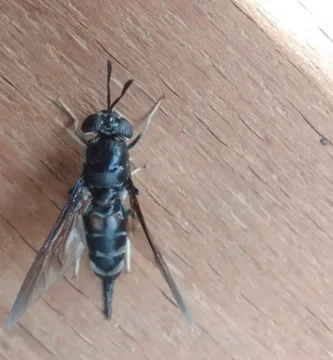 Mosca soldado negra (Hermetia illucens) posada sobre una hoja