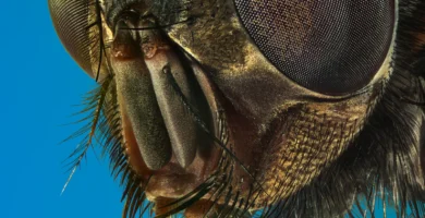 Moscas en la terraza y el jardín: por qué aparecen y cómo ahuyentarlas 5 Moscas en la terraza y el jardín: mosca doméstica (Musca domestica) vista de cerca