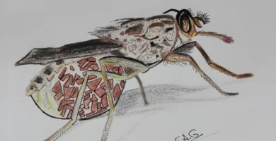 Mosca tsetsé: qué es y qué enfermedad transmite 7 Mosca tsetsé (Glossina morsitans morsitans), el insecto que transmite la tripanosomiasis africana