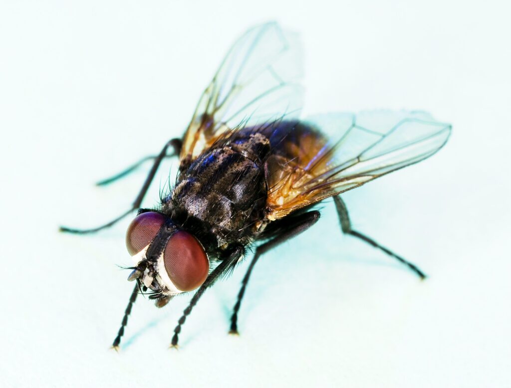 Moscas en la cocina: por qué aparecen y cómo eliminarlas 1 Mosca común (Musca domestica) posada en una superficie