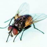 Mosca común (Musca domestica) posada en una superficie