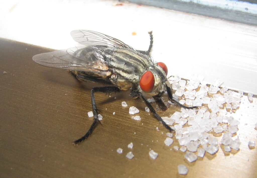 ¿Qué atrae a las moscas? Olores, colores, luz y calor 1 Mosca doméstica posada sobre azúcar, con la probóscide extendida para alimentarse