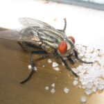 Mosca doméstica posada sobre azúcar, con la probóscide extendida para alimentarse