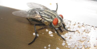 ¿Qué atrae a las moscas? Olores, colores, luz y calor 6 Mosca doméstica posada sobre azúcar, con la probóscide extendida para alimentarse