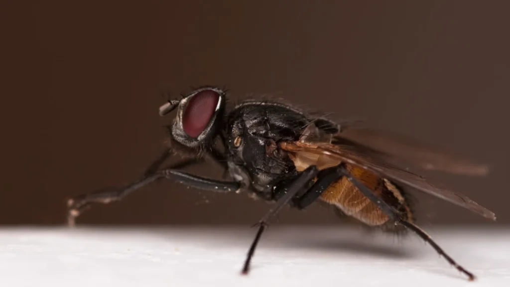Mosca domestica (Musca domestica) de perfil sobre una superficie clara