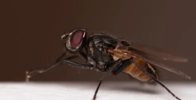 ¿Porqué las moscas son tas molestas? 4 Mosca domestica (Musca domestica) de perfil sobre una superficie clara