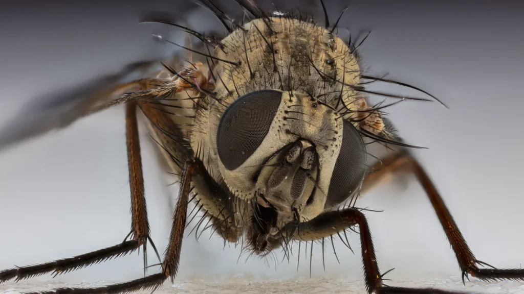 Moscas en la oficina: por qué aparecen y cómo ahuyentarlas 1 Mosca doméstica (Musca domestica) posada sobre una superficie