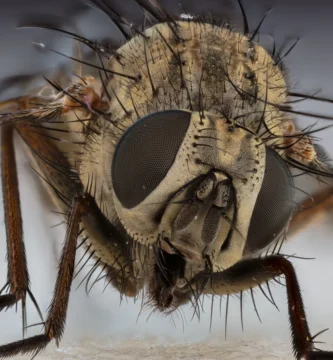 Moscas en la oficina: por qué aparecen y cómo ahuyentarlas 1 Mosca doméstica (Musca domestica) posada sobre una superficie