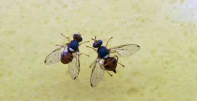 Mosca del olivo: qué es, daños y cómo tratarla 5 Macho y hembra de mosca del olivo (Bactrocera oleae) sobre una aceituna