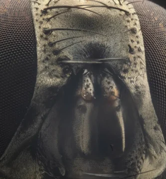 «En boca cerrada no entran moscas»: significado y origen 2 Cabeza y ojos de una mosca doméstica (Musca domestica) en primer plano