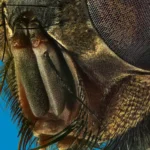 Retrato en macro de una mosca doméstica (Musca domestica) vista a 10 aumentos