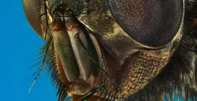 Retrato en macro de una mosca doméstica (Musca domestica) vista a 10 aumentos