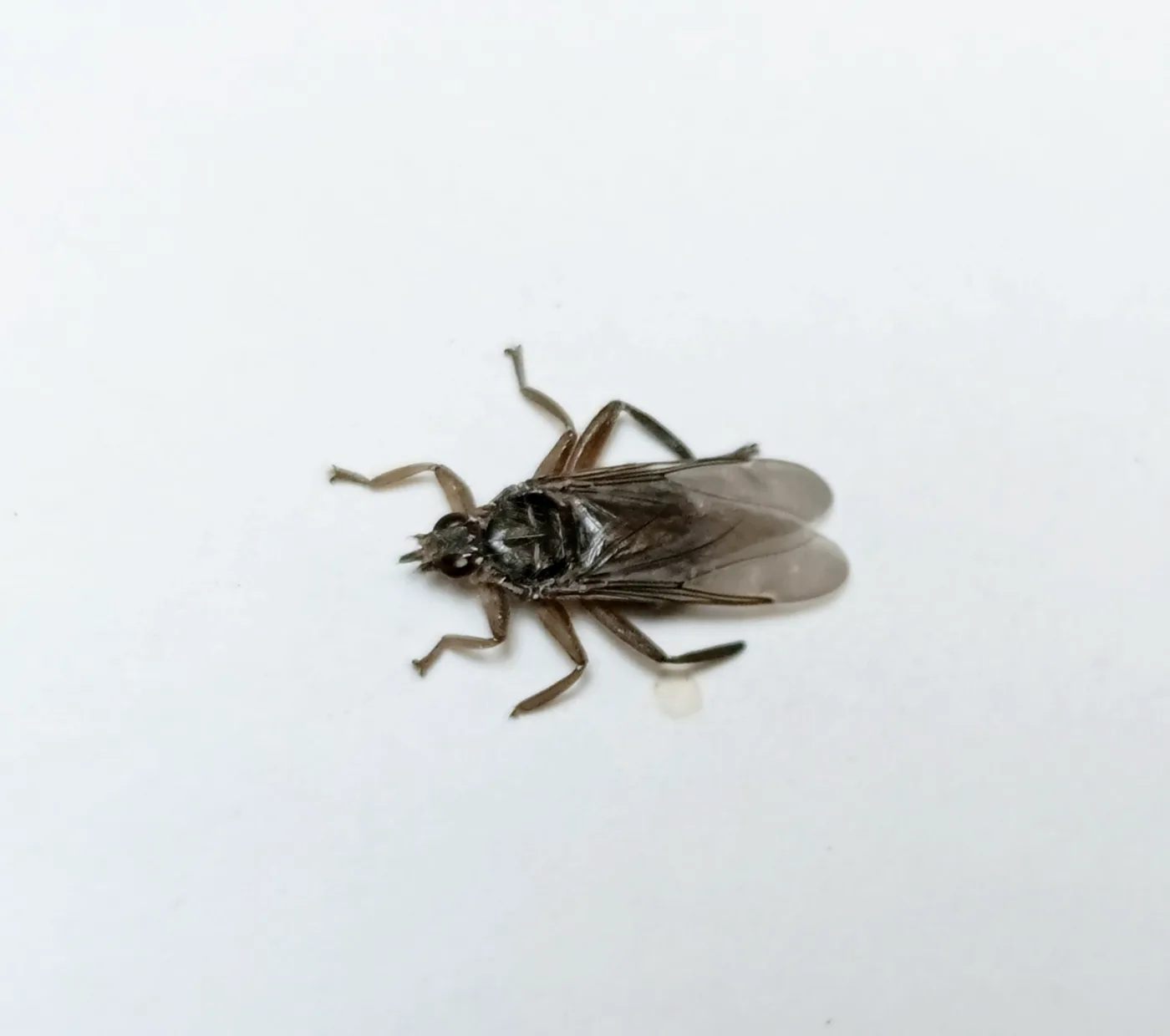 Mosca de las palomas (Pseudolynchia canariensis): qué es y cómo controlarla 2 Mosca de las palomas (Pseudolynchia canariensis) vista de cerca: cuerpo aplanado, alas largas y patas fuertes para agarrarse a la paloma