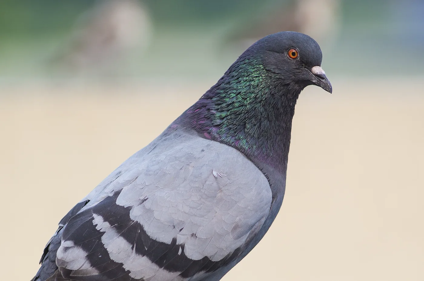 Mosca de las palomas (Pseudolynchia canariensis): qué es y cómo controlarla 3 Paloma bravía doméstica (Columba livia), el ave de la que se alimenta la mosca de las palomas en el palomar