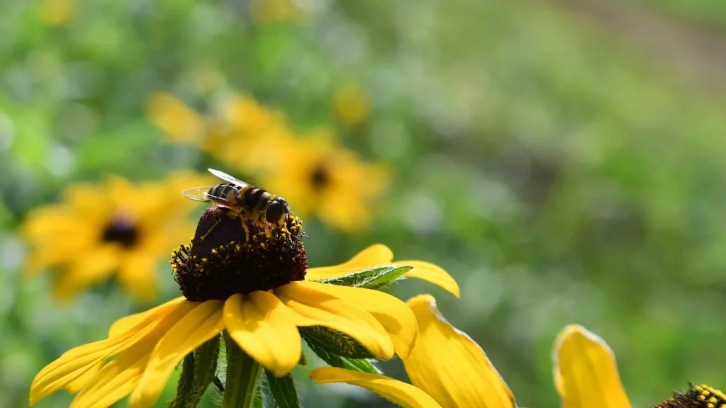 ¿Para qué sirven las moscas? Seis trabajos que hacen sin que nadie se lo agradezca 1 Sírfido (mosca de las flores) recogiendo polen sobre una flor