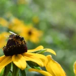 Sírfido (mosca de las flores) recogiendo polen sobre una flor