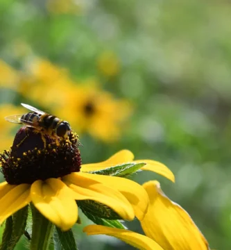 ¿Para qué sirven las moscas? Seis trabajos que hacen sin que nadie se lo agradezca 2 Sírfido (mosca de las flores) recogiendo polen sobre una flor