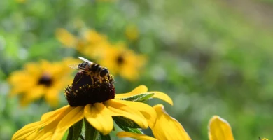 ¿Para qué sirven las moscas? Seis trabajos que hacen sin que nadie se lo agradezca 5 Sírfido (mosca de las flores) recogiendo polen sobre una flor
