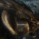 Abdomen y halterios de una mosca doméstica (Musca domestica) vistos a 8 aumentos sobre fondo claro