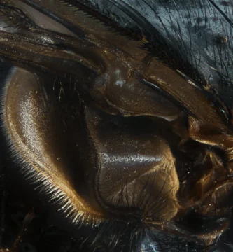 Partes de una mosca: anatomía explicada (y para niños) 2 Abdomen y halterios de una mosca doméstica (Musca domestica) vistos a 8 aumentos sobre fondo claro