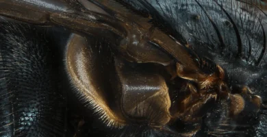 Partes de una mosca: anatomía explicada (y para niños) 5 Abdomen y halterios de una mosca doméstica (Musca domestica) vistos a 8 aumentos sobre fondo claro