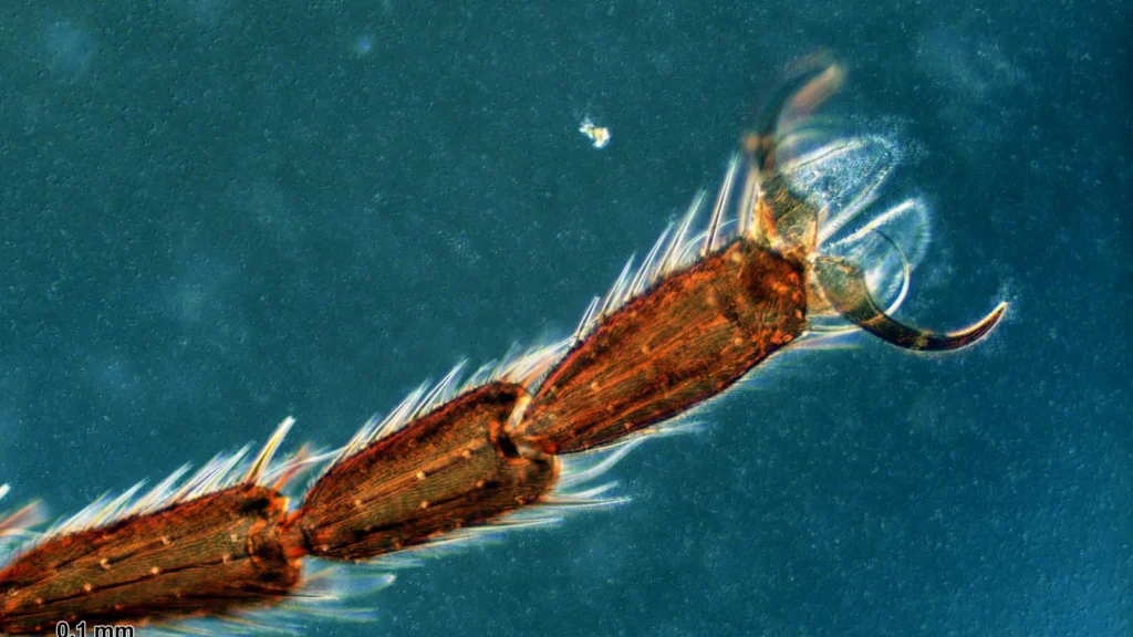¿Cuántas patas tiene una mosca? Son seis: cómo son y para qué las usa 1 Pata de una mosca doméstica aumentada al microscopio, con las uñas y las almohadillas adhesivas