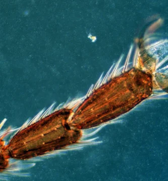 ¿Cuántas patas tiene una mosca? Son seis: cómo son y para qué las usa 3 Pata de una mosca doméstica aumentada al microscopio, con las uñas y las almohadillas adhesivas