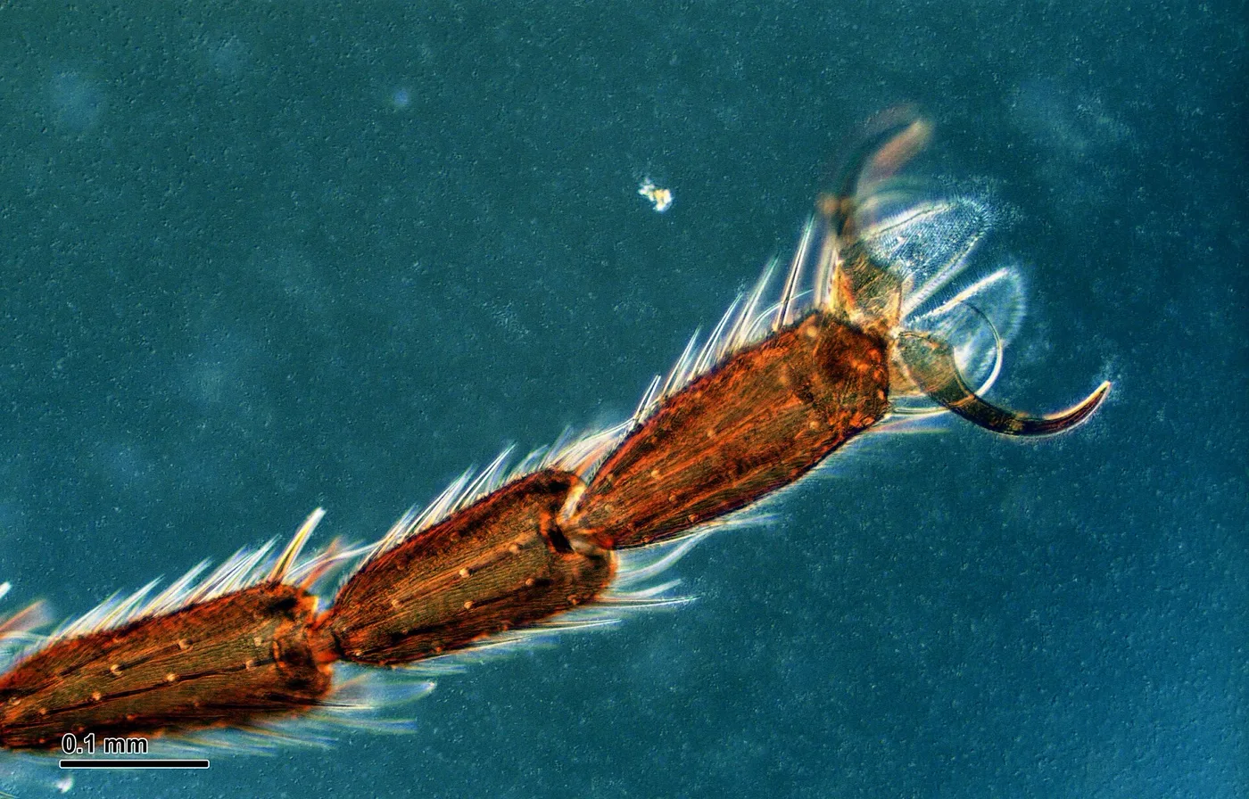 ¿Cuántas patas tiene una mosca? Son seis: cómo son y para qué las usa 2 Patas de una mosca doméstica al microscopio: segmentos articulados y sedas de una pata de Musca domestica
